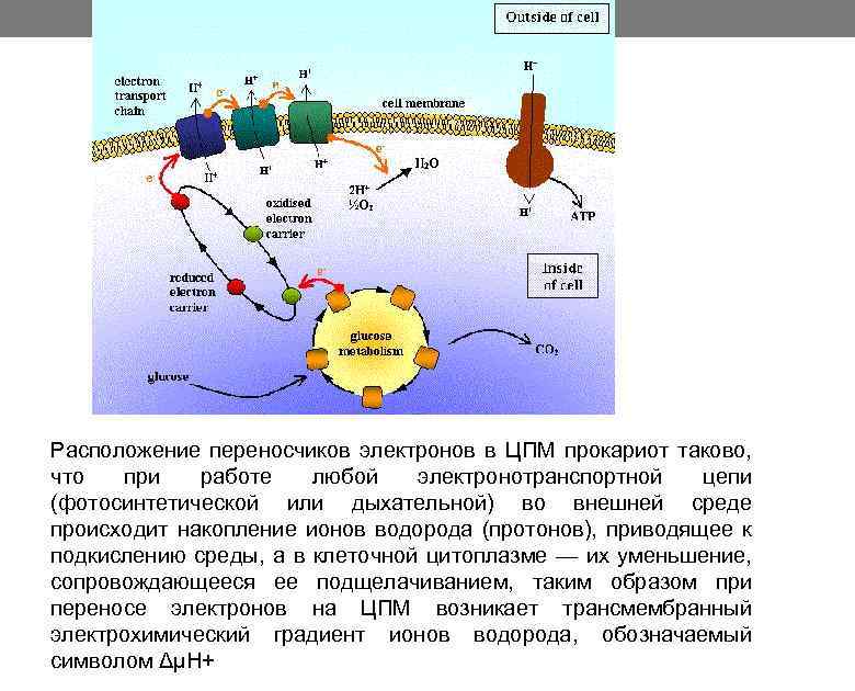 Расположение переносчиков электронов в ЦПМ прокариот таково, что при работе любой электронотранспортной цепи (фотосинтетической