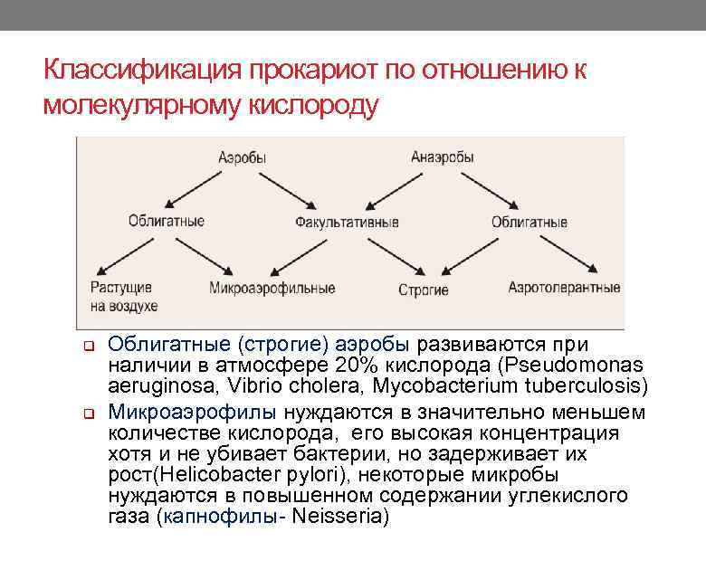 Классификация прокариот по отношению к молекулярному кислороду q q Облигатные (строгие) аэробы развиваются при