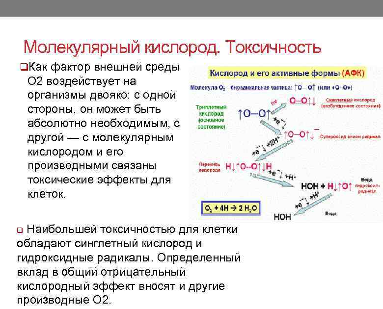 Молекулярный кислород. Токсичность q. Как фактор внешней среды О 2 воздействует на организмы двояко: