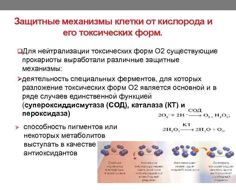 Защитные механизмы клетки от кислорода и его токсических форм. q. Для нейтрализации токсических форм