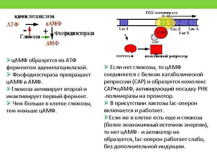 Øц. АМФ образуется из АТФ ферментом аденилатциклазой. Ø Фосфодиэстераза превращает ц. АМФ в АМФ.