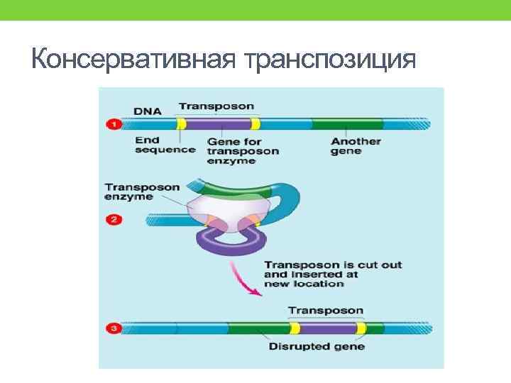 Консервативная транспозиция 