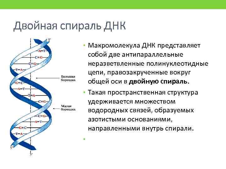 Двойная спираль ДНК • Макромолекула ДНК представляет собой две антипараллельные неразветвленные полинуклеотидные цепи, правозакрученные