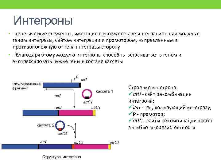 Интегроны • - генетические элементы, имеющие в своем составе интеграционный модуль с геном интегразы,