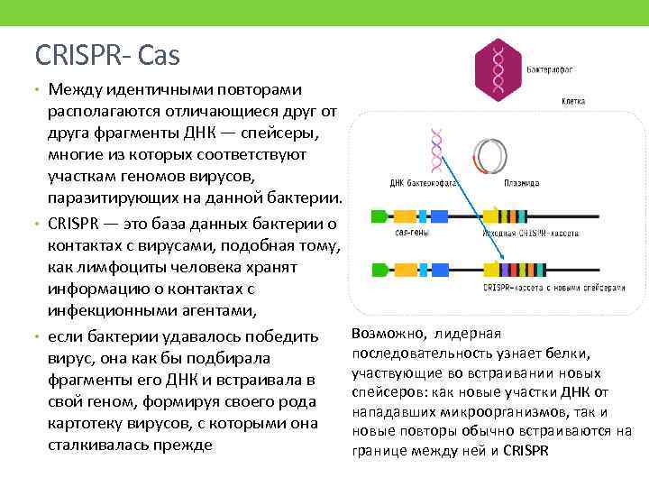 CRISPR- Сas • Между идентичными повторами располагаются отличающиеся друг от друга фрагменты ДНК —