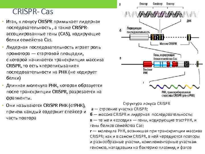 CRISPR- Сas • Итак, к локусу CRISPR примыкает лидерная последовательность , а также CRISPRассоциированные