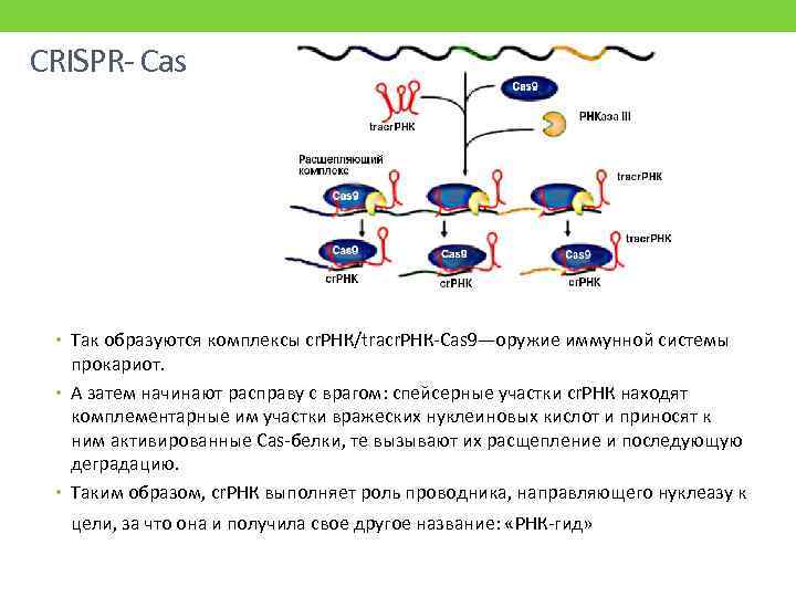 CRISPR- Сas • Так образуются комплексы cr. РНК/tracr. РНК-Cas 9—оружие иммунной системы прокариот. •
