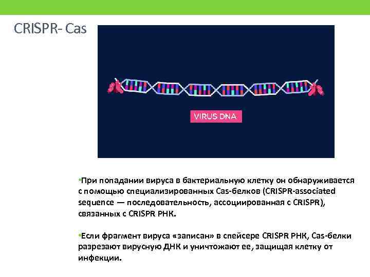 CRISPR- Сas • При попадании вируса в бактериальную клетку он обнаруживается с помощью специализированных