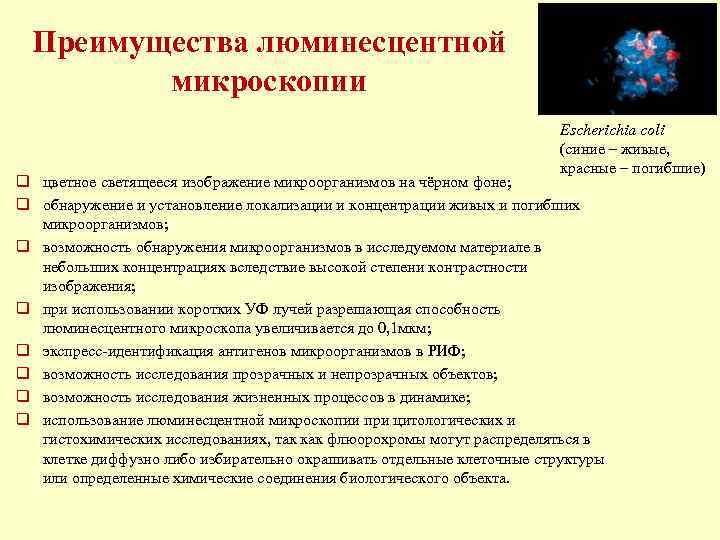  Преимущества люминесцентной микроскопии Escherichia coli (синие – живые, красные – погибшие) q цветное