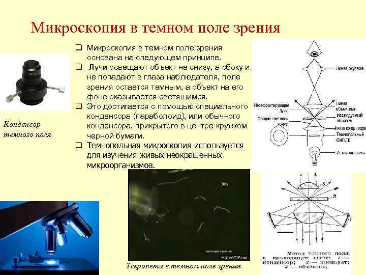  Микроскопия в темном поле зрения q Микроскопия в темном поле зрения основана на