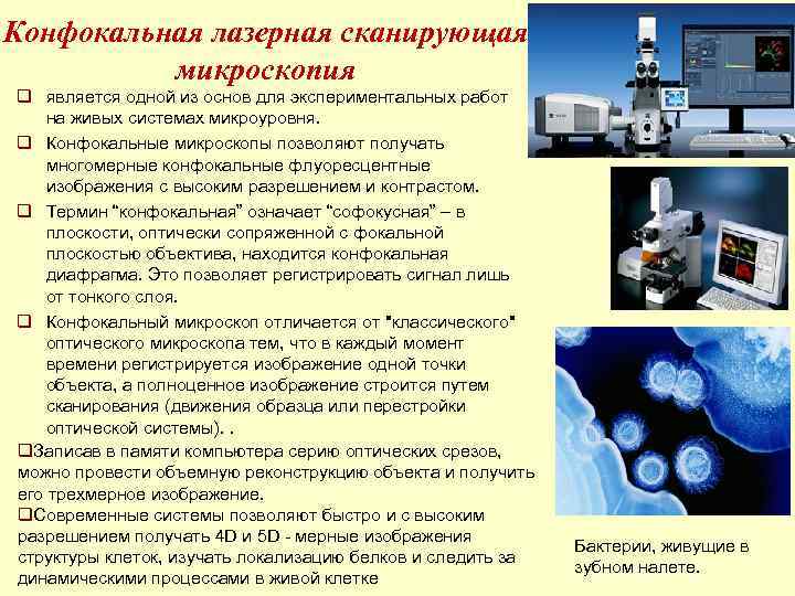 Конфокальная лазерная сканирующая микроскопия q является одной из основ для экспериментальных работ на живых