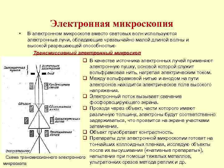  Электронная микроскопия • В электронном микроскопе вместо световых волн используются электронные лучи, обладающие