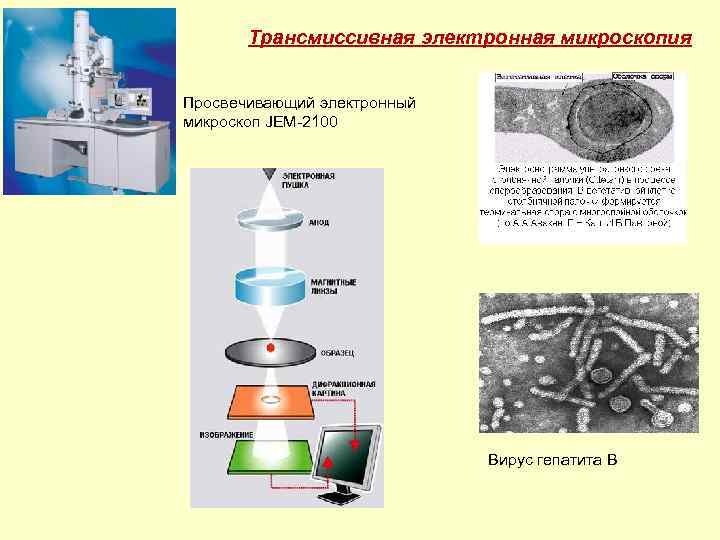  Трансмиссивная электронная микроскопия Просвечивающий электронный микроскоп JEM-2100 Вирус гепатита В 