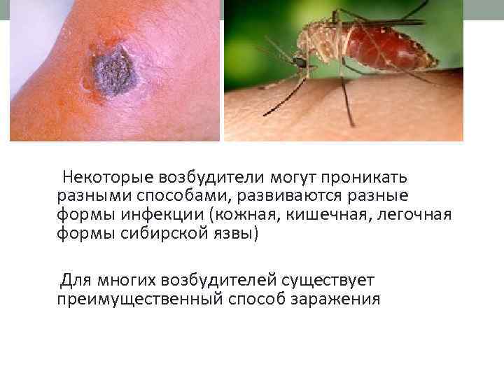 Некоторые возбудители могут проникать разными способами, развиваются разные формы инфекции (кожная, кишечная, легочная формы