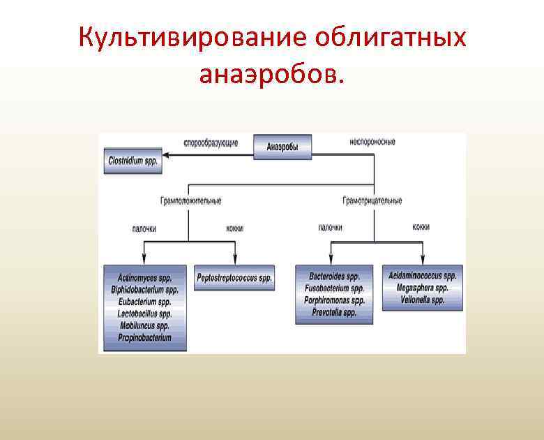 Культивирование облигатных анаэробов. 