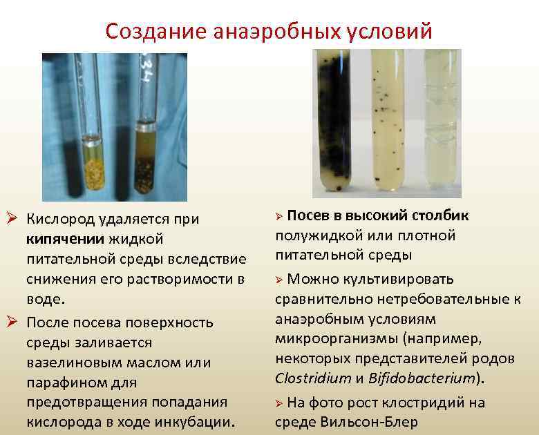Создание анаэробных условий Ø Кислород удаляется при кипячении жидкой питательной среды вследствие снижения его