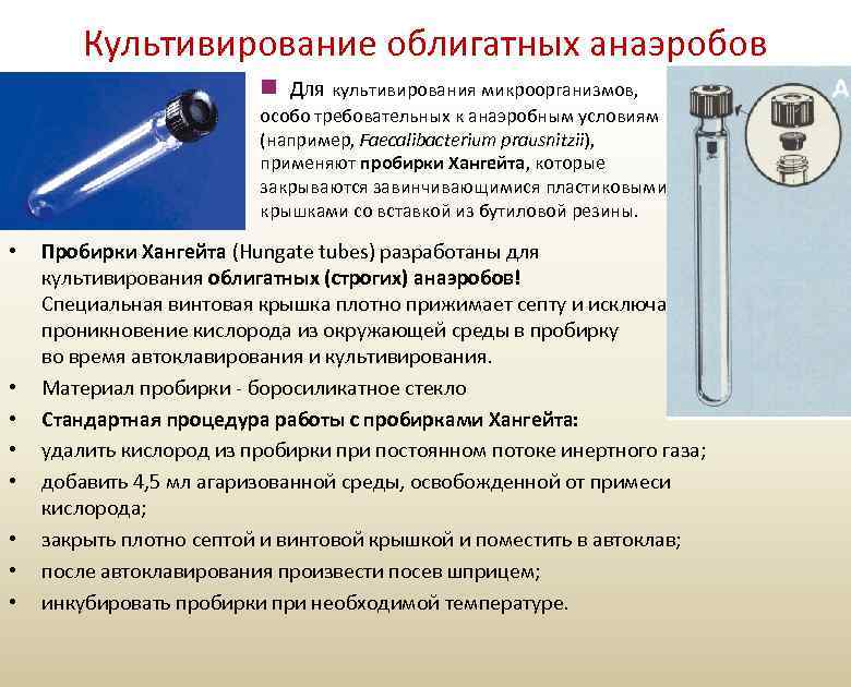 Культивирование облигатных анаэробов n Для культивирования микроорганизмов, особо требовательных к анаэробным условиям (например, Faecalibacterium