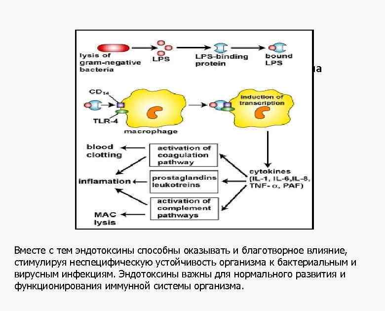Физиологические эффекты эндотоксина Вместе с тем эндотоксины способны оказывать и благотворное влияние, стимулируя неспецифическую