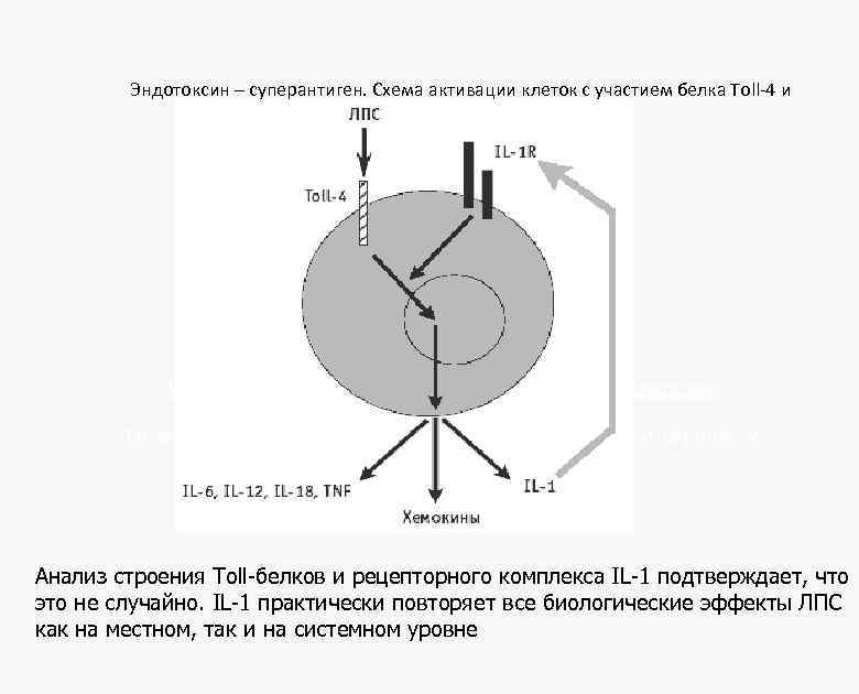Эндотоксин – суперантиген. Схема активации клеток с участием белка Toll-4 и рецепторов IL-1. Устойчив