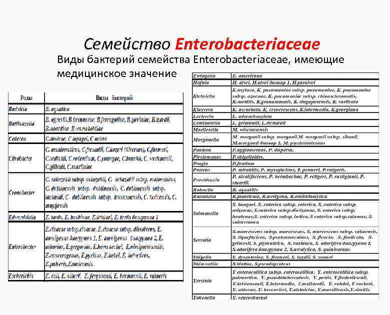 Семейство Enterobacteriaceae Виды бактерий семейства Enterobacteriaceae, имеющие медицинское значение 