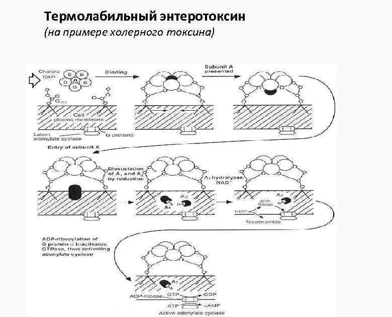Термолабильный энтеротоксин (на примере холерного токсина) 