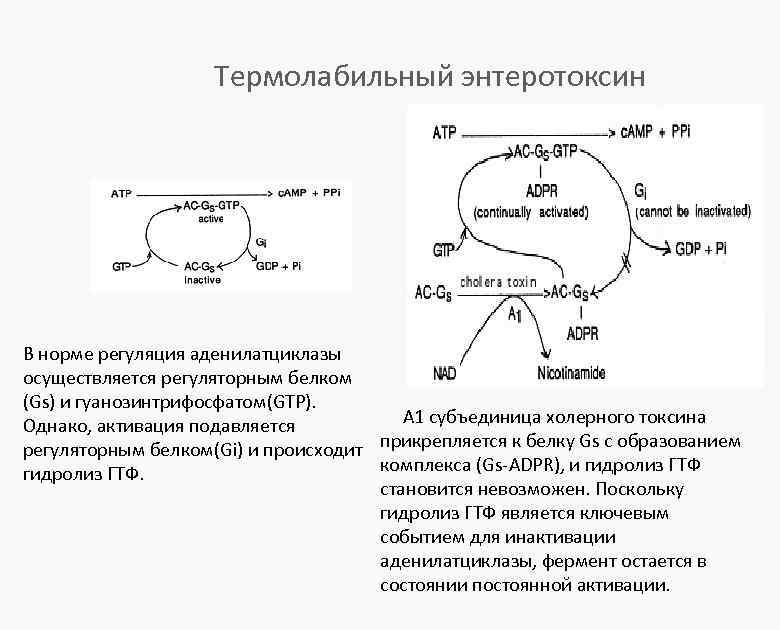 Термолабильный энтеротоксин В норме регуляция аденилатциклазы осуществляется регуляторным белком (Gs) и гуанозинтрифосфатом(GTP). А 1