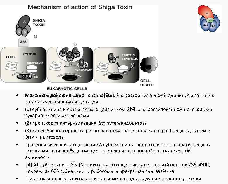  • • Механизм действия Шига токсина(Stx). Stx состоит из 5 B субъединиц, связанных