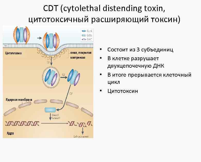 CDT (cytolethal distending toxin, цитотоксичный расширяющий токсин) • Состоит из 3 субъединиц • В