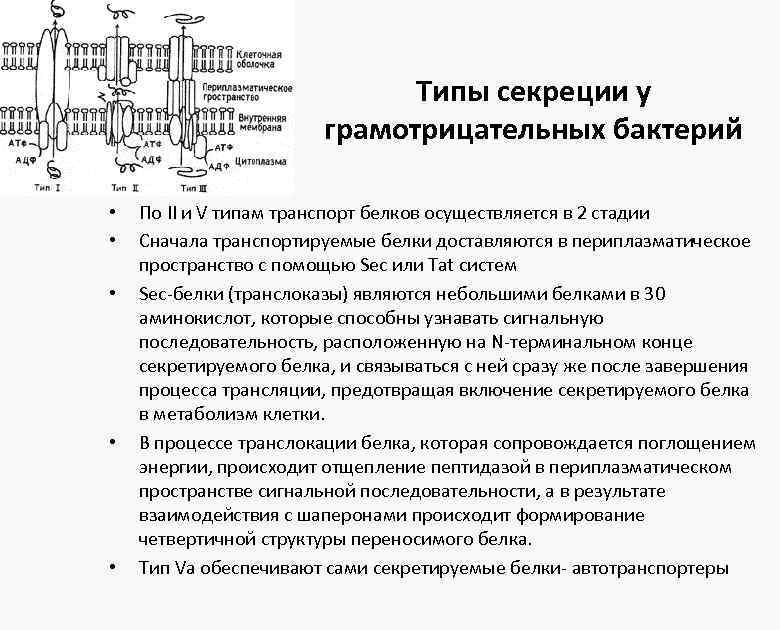 Типы секреции у грамотрицательных бактерий • • • По II и V типам транспорт