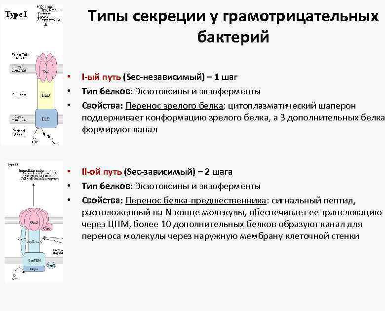 Типы секреции у грамотрицательных бактерий • • • I-ый путь (Sec-независимый) – 1 шаг
