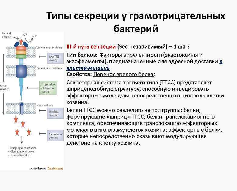 Типы секреции у грамотрицательных бактерий • • § • • III-й путь секреции (Sec-независимый)