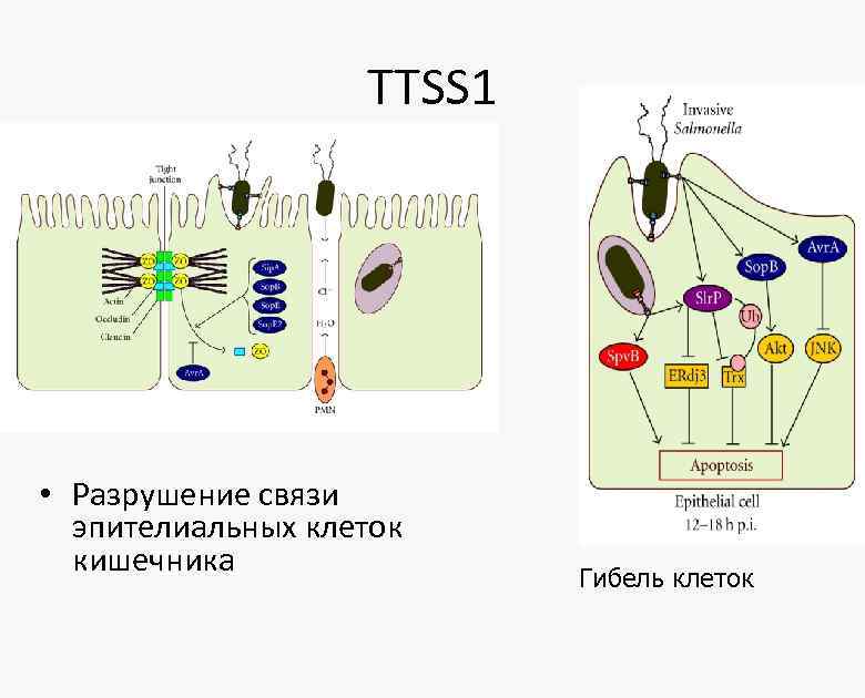 TТSS 1 • Разрушение связи эпителиальных клеток кишечника Гибель клеток 