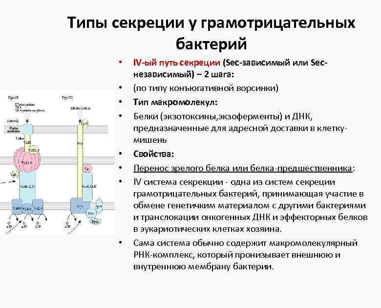 Типы секреции у грамотрицательных бактерий • • IV-ый путь секреции (Sec-зависимый или Secнезависимый) –