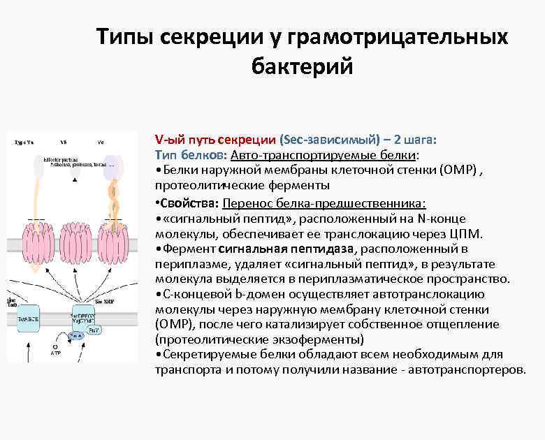 Типы секреции у грамотрицательных бактерий V-ый путь секреции (Sec-зависимый) – 2 шага: Тип белков: