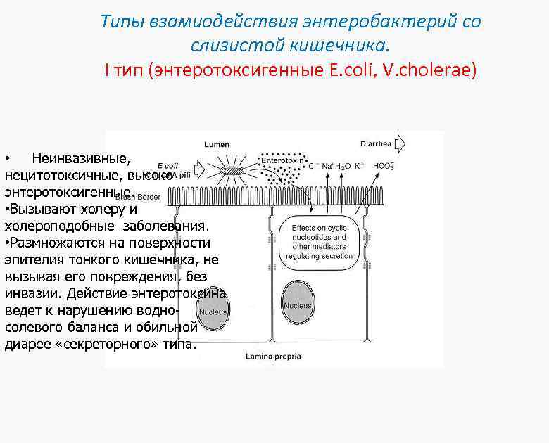 Типы взамиодействия энтеробактерий со слизистой кишечника. I тип (энтеротоксигенные E. coli, V. cholerae) •
