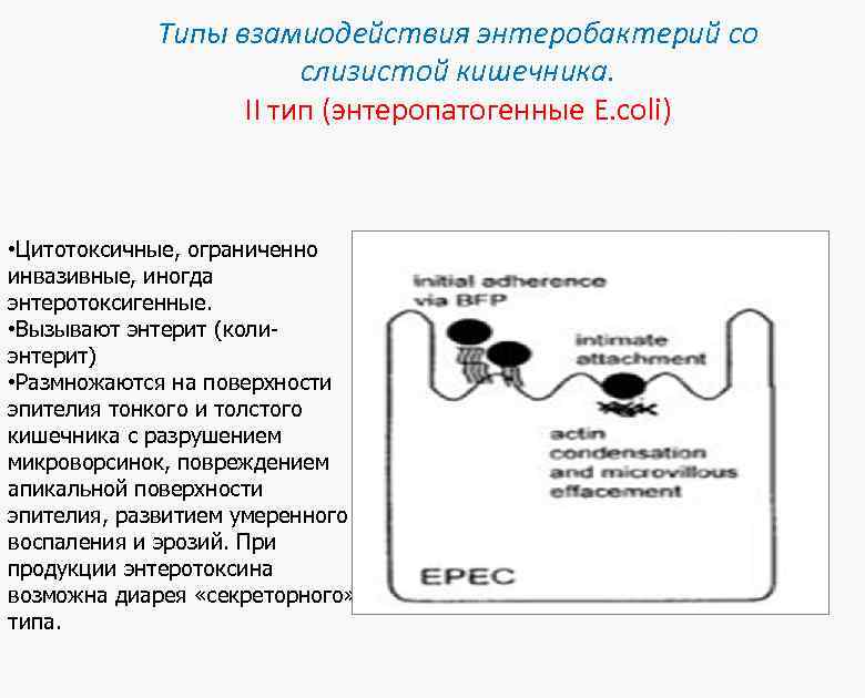 Типы взамиодействия энтеробактерий со слизистой кишечника. II тип (энтеропатогенные E. coli) • Цитотоксичные, ограниченно