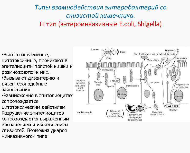 Типы взамиодействия энтеробактерий со слизистой кишечника. III тип (энтероинвазивные E. coli, Shigella) • Высоко