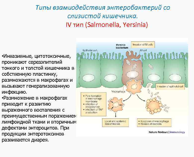 Типы взамиодействия энтеробактерий со слизистой кишечника. IV тип (Salmonella, Yersinia) • Инвазивные, цитотоксичные, проникают