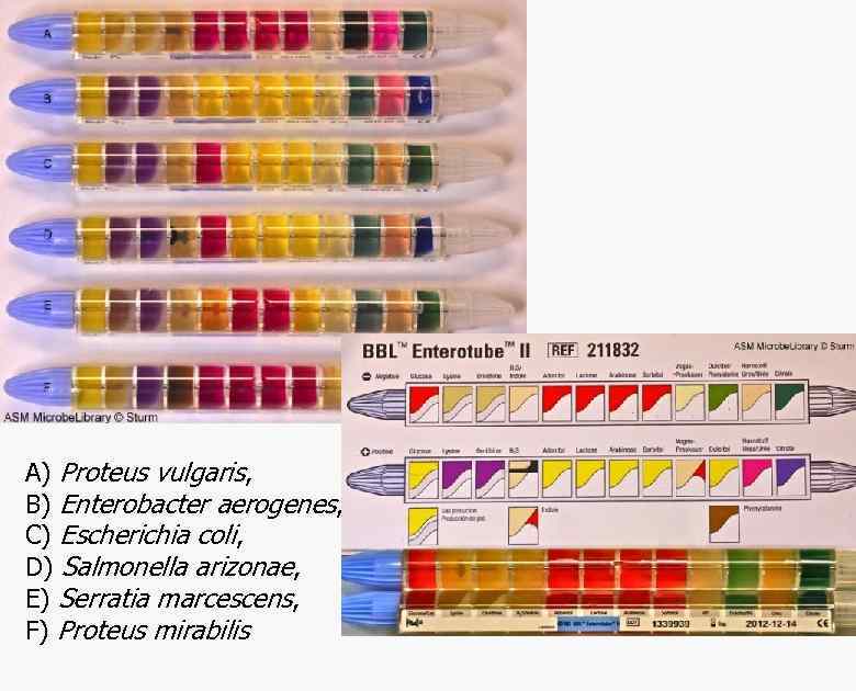 A) Proteus vulgaris, B) Enterobacter aerogenes, C) Escherichia coli, D) Salmonella arizonae, E) Serratia