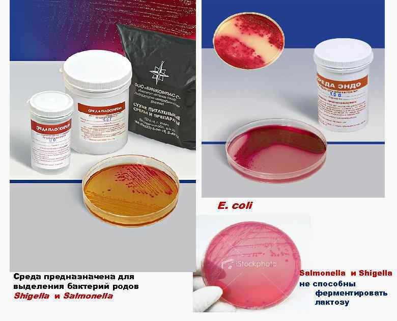 E. coli Среда предназначена для выделения бактерий родов Shigella и Salmonella ферментирует лактозу Salmonella