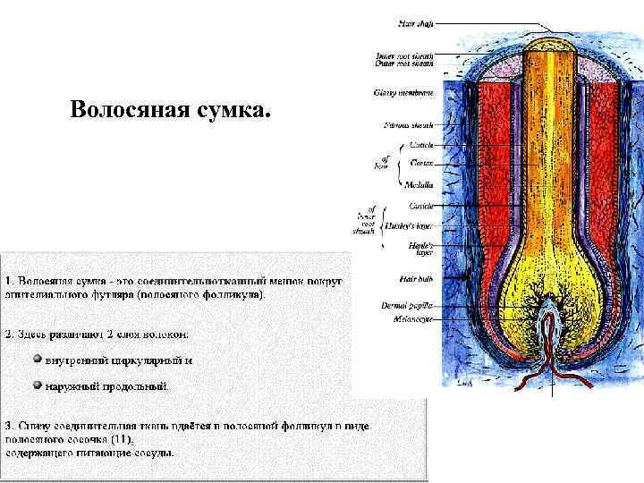 Волосяные сумки кожи расположены в