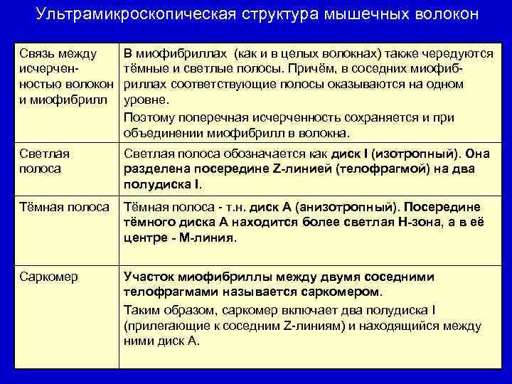Ультрамикроскопическая структура мышечных волокон Связь между исчерченностью волокон и миофибрилл В миофибриллах (как и