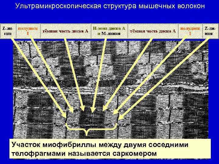 Ультрамикроскопическая структура мышечных волокон Участок миофибриллы между двумя соседними телофрагмами называется саркомером 