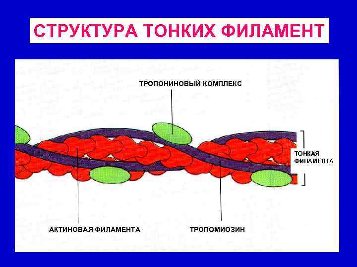 СТРУКТУРА ТОНКИХ ФИЛАМЕНТ ТРОПОНИНОВЫЙ КОМПЛЕКС ТОНКАЯ ФИЛАМЕНТА АКТИНОВАЯ ФИЛАМЕНТА ТРОПОМИОЗИН 
