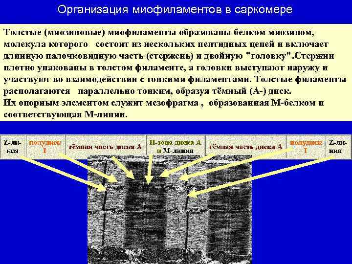Организация миофиламентов в саркомере Толстые (миозиновые) миофиламенты образованы белком миозином, молекула которого состоит из