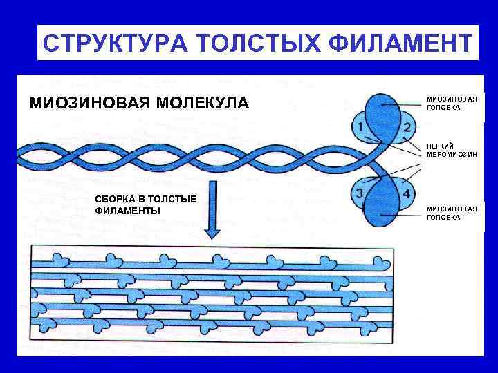 СТРУКТУРА ТОЛСТЫХ ФИЛАМЕНТ МИОЗИНОВАЯ МОЛЕКУЛА МИОЗИНОВАЯ ГОЛОВКА ЛЕГКИЙ МЕРОМИОЗИН СБОРКА В ТОЛСТЫЕ ФИЛАМЕНТЫ МИОЗИНОВАЯ
