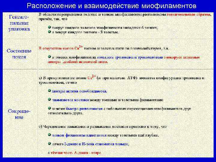 Расположение и взаимодействие миофиламентов 