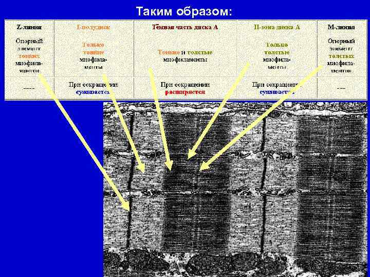 Таким образом: 