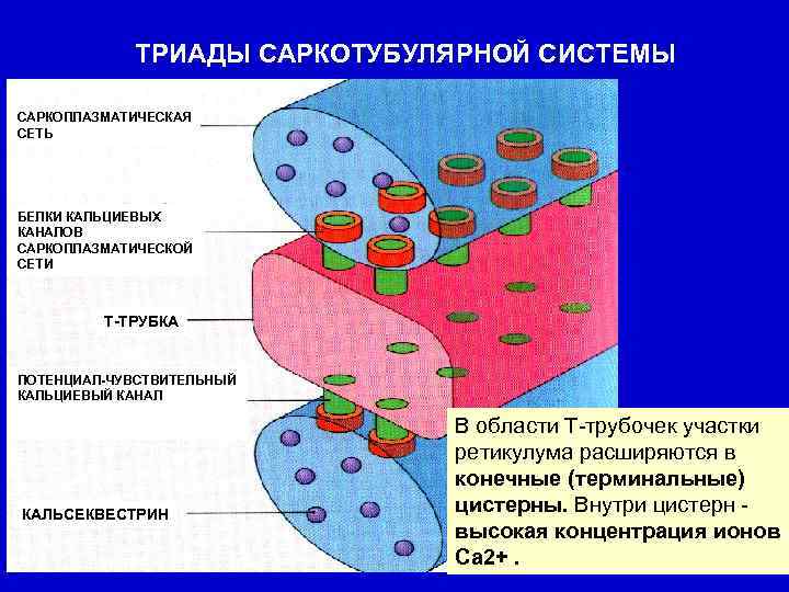 ТРИАДЫ САРКОТУБУЛЯРНОЙ СИСТЕМЫ САРКОПЛАЗМАТИЧЕСКАЯ СЕТЬ БЕЛКИ КАЛЬЦИЕВЫХ КАНАЛОВ САРКОПЛАЗМАТИЧЕСКОЙ СЕТИ Т-ТРУБКА ПОТЕНЦИАЛ-ЧУВСТВИТЕЛЬНЫЙ КАЛЬЦИЕВЫЙ КАНАЛ
