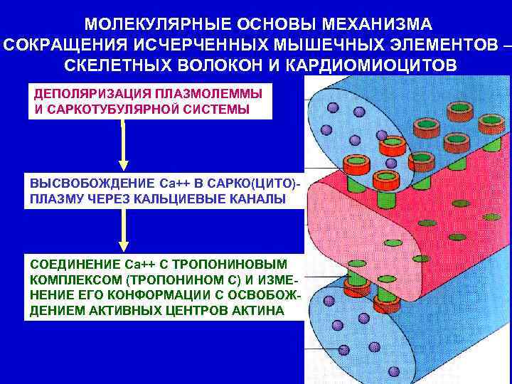 МОЛЕКУЛЯРНЫЕ ОСНОВЫ МЕХАНИЗМА СОКРАЩЕНИЯ ИСЧЕРЧЕННЫХ МЫШЕЧНЫХ ЭЛЕМЕНТОВ – СКЕЛЕТНЫХ ВОЛОКОН И КАРДИОМИОЦИТОВ ДЕПОЛЯРИЗАЦИЯ ПЛАЗМОЛЕММЫ